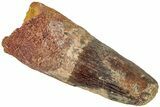 Fossil Spinosaurus Tooth - Feeding Worn Tip #311781-1